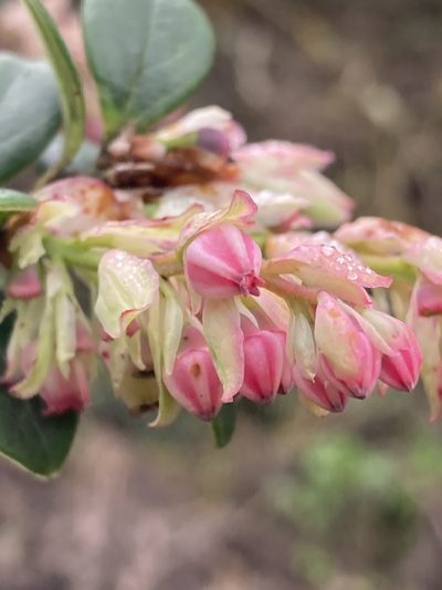 Vaccinium retusum, photographed by John Kenrick Gibson