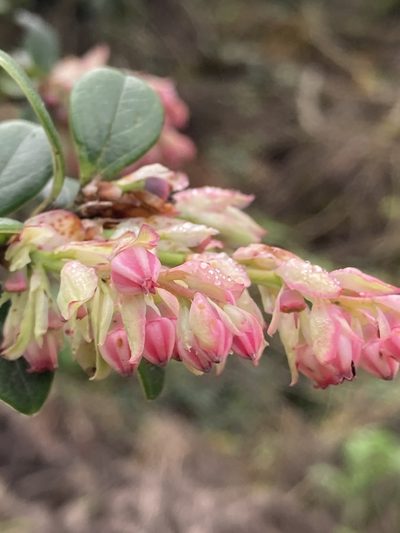 Vaccinium retusum, photographed by John Kenrick Gibson
