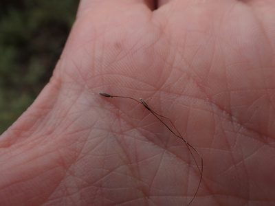 Austrostipa breviglumis, photographed by Nina Kerr