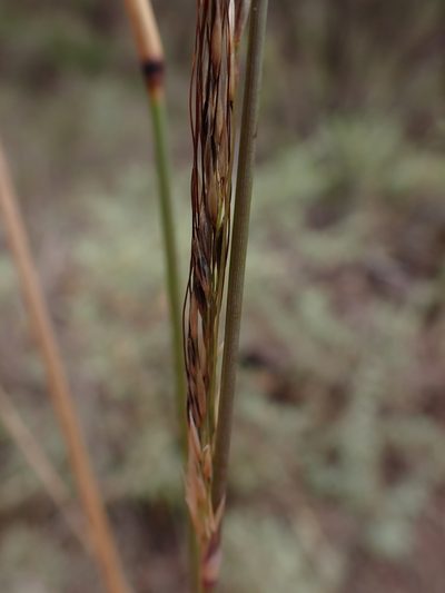 Austrostipa breviglumis, photographed by Nina Kerr