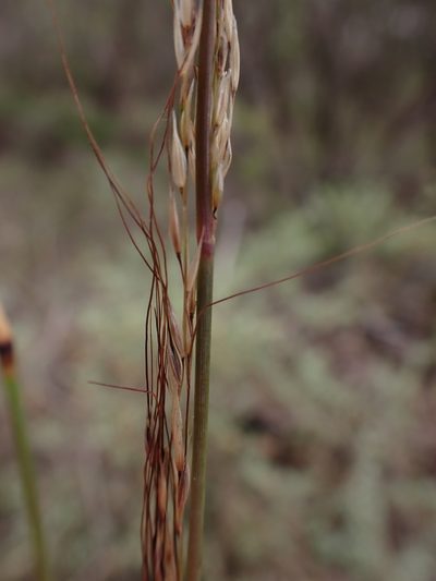 Austrostipa breviglumis, photographed by Nina Kerr