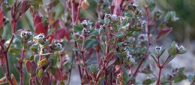 Euphorbia melanadenia, photographed by Andrew Tree