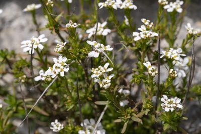 Iberis sempervirens, photographed by Eleftherios Katsillis