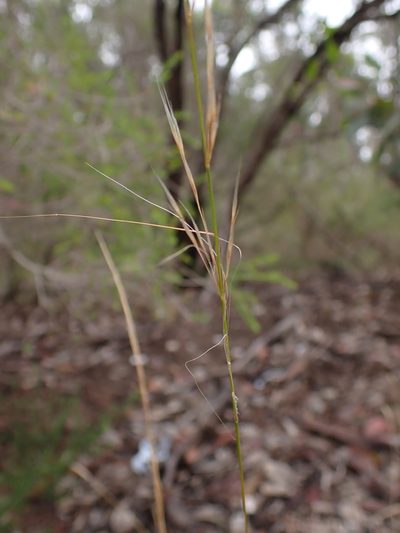 Austrostipa scabra, photographed by Nina Kerr