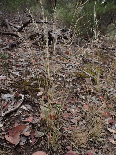 Austrostipa scabra, photographed by Nina Kerr