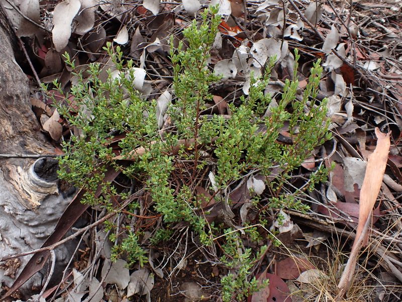 Pimelea hewardiana, photographed by Nina Kerr