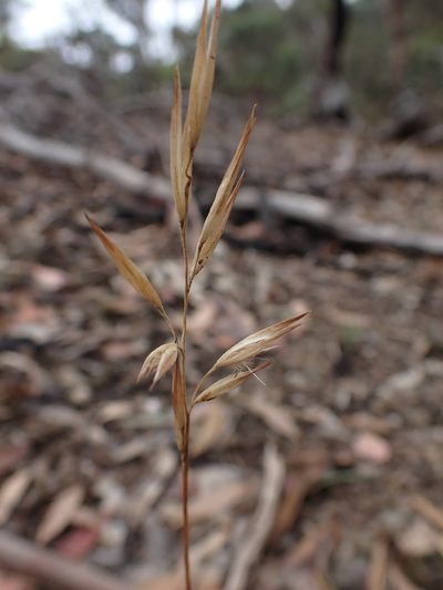 Rytidosperma fulvum, photographed by Nina Kerr