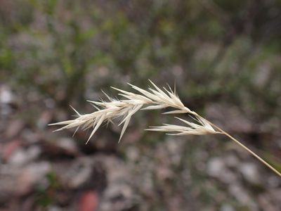 Rytidosperma geniculatum, photographed by Nina Kerr