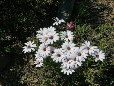 Dimorphotheca cuneata, photographed by Peter Warren