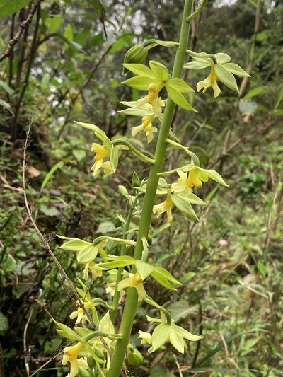 Calanthe griffithii, photographed by John Kenrick Gibson