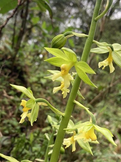 Calanthe griffithii, photographed by John Kenrick Gibson