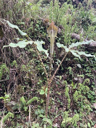 Arisaema nepenthoides, photographed by John Kenrick Gibson