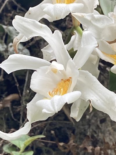 Coelogyne cristata, photographed by John Kenrick Gibson