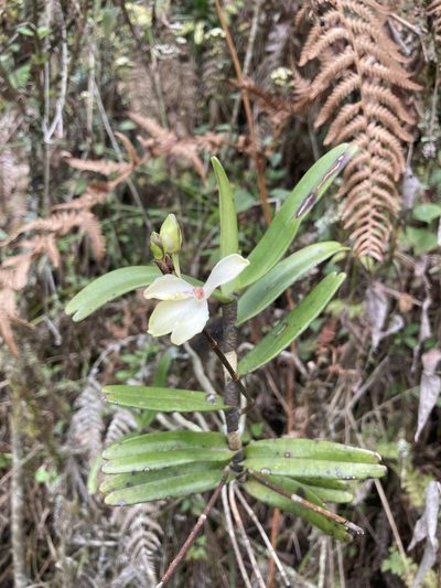 Cymbilabia undulata, photographed by John Kenrick Gibson