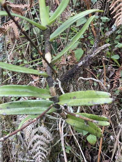 Cymbilabia undulata, photographed by John Kenrick Gibson
