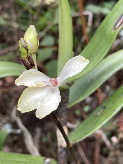 Cymbilabia undulata, photographed by John Kenrick Gibson