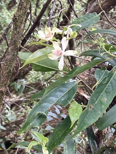 Cymbilabia undulata, photographed by John Kenrick Gibson