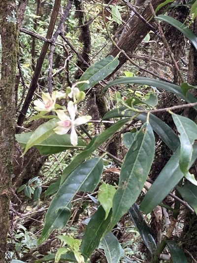 Cymbilabia undulata, photographed by John Kenrick Gibson