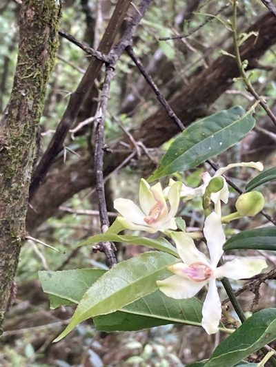 Cymbilabia undulata, photographed by John Kenrick Gibson