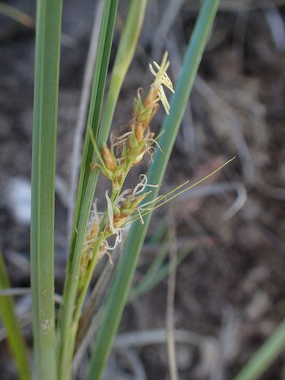 Carex proxima, photographed by bat (Maria Vorontsova)