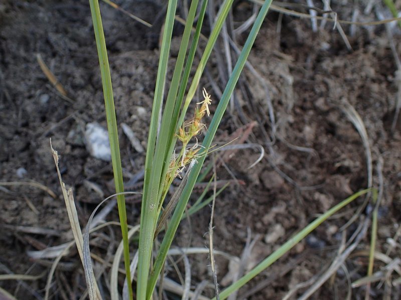 Carex proxima, photographed by bat (Maria Vorontsova)