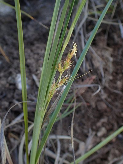 Carex proxima, photographed by bat (Maria Vorontsova)