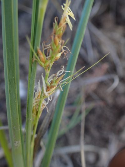Carex proxima, photographed by bat (Maria Vorontsova)