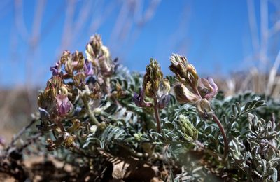 Astragalus humistratus, photographed by Andrew Tree