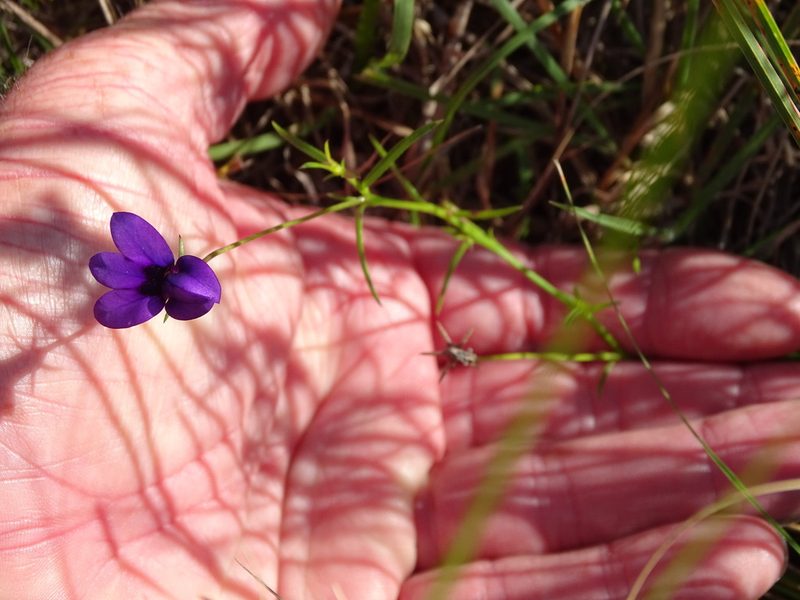 Monopsis unidentata, photographed by Shaun Swanepoel
