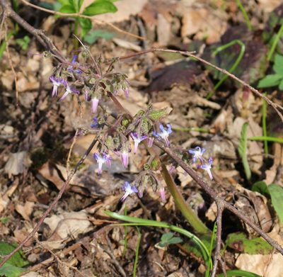Trachystemon orientalis, photographed by Юрий Данилевский (Yuriy Danilevsky)