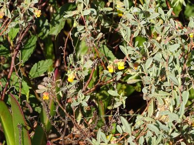 Hermannia lavandulifolia, photographed by Shaun Swanepoel