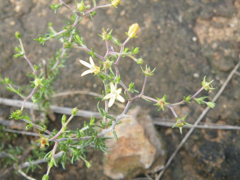 Wahlenbergia albens, photographed by Antoinette Eyssell Knox