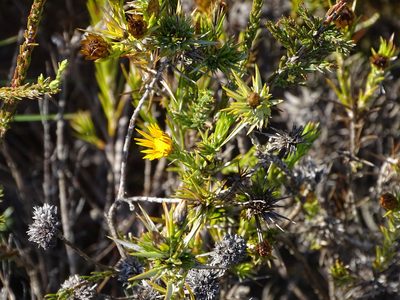 Oedera pungens, photographed by Shaun Swanepoel