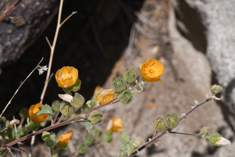 Abutilon palmeri, photographed by Trevor Van Loon
