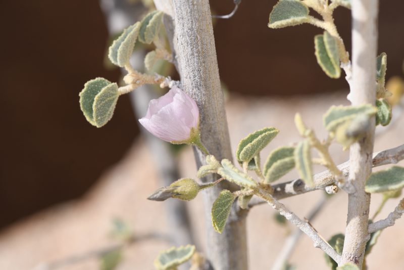 Horsfordia alata, photographed by Trevor Van Loon