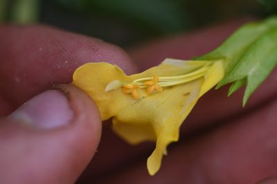 Diplacus aridus, photographed by Trevor Van Loon