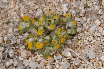 Eriophyllum pringlei, photographed by Trevor Van Loon