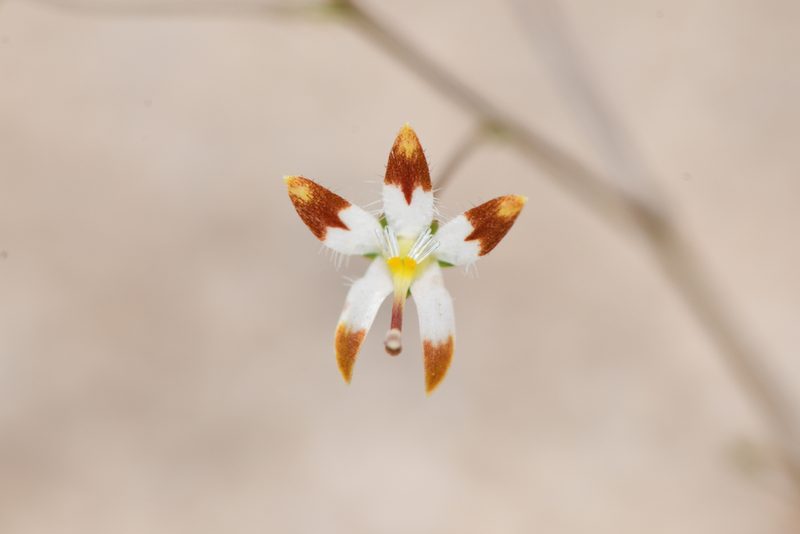 Nemacladus rubescens, photographed by Trevor Van Loon