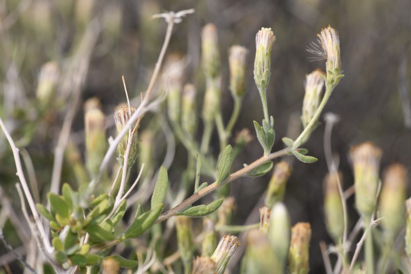 Brickellia frutescens, photographed by Trevor Van Loon