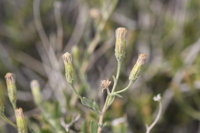 Brickellia frutescens, photographed by Trevor Van Loon