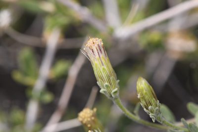 Brickellia frutescens, photographed by Trevor Van Loon