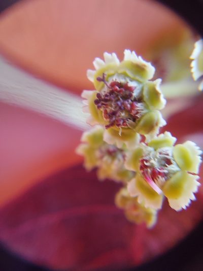 Euphorbia cotinifolia, photographed by Michelle Monge-Velazquez