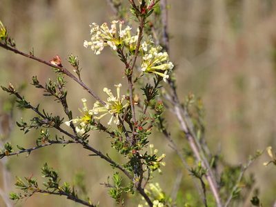 Gnidia squarrosa, photographed by Shaun Swanepoel