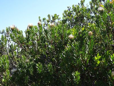 Protea lanceolata, photographed by Shaun Swanepoel
