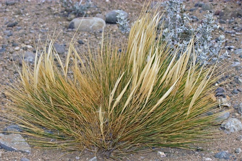 Pappostipa humilis, photographed by Hugo Hulsberg