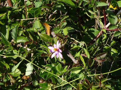 Grewia occidentalis, photographed by Shaun Swanepoel