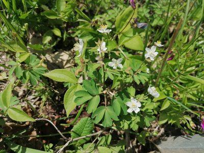 Isopyrum thalictroides, photographed by Daniel Linzbauer