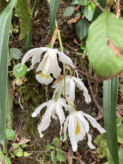 Coelogyne cristata, photographed by John Kenrick Gibson