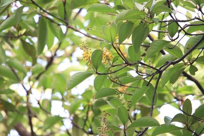 Byrsonima crassifolia, photographed by Aitor