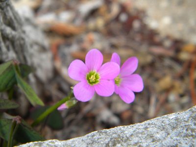 Oxalis latifolia, photographed by Tim Kirsten